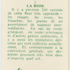 La rose.