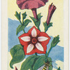Le petunia.
