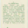 Le petunia.