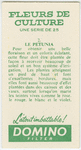 Le petunia.