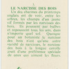 Le narcisse des bois.