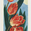 La tulipe.