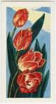 La tulipe.