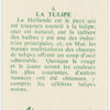 La tulipe.