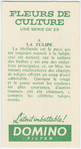 La tulipe.