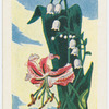 Le muguet et le muguet Japonais.