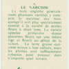 Le narcisse.