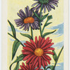 La marguerite d'automne.
