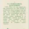 La marguerite d'automne.