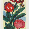 Le phlox.
