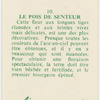 Le pois de senteur.