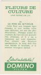 Le pois de senteur.