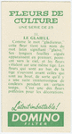 Le glaieul.