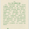 La scabieuse.