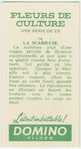 La scabieuse.