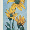La rudbeckie.