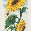 L'helianthe.