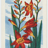 Le "montbretia".