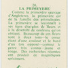 La primevere.