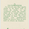 La campanule.