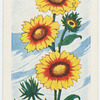 La gaillardie.