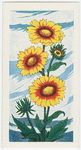 La gaillardie.