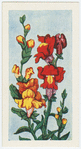Le muflier.