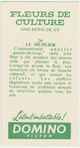 Le muflier.