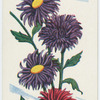 L'aster.