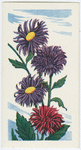 L'aster.