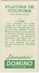 L'aster.