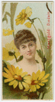 Marigold, disdain.