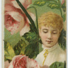 American beauty rose, timidity.