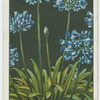 Agapathus or African lily.