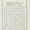 Agapathus or African lily.