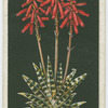 Variegated aloe.