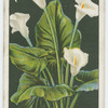 Arum lily or richardia.