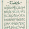 Arum lily or richardia.