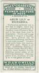 Arum lily or richardia.