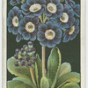 Alpine auricula.