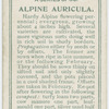 Alpine auricula.