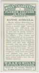 Alpine auricula.