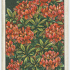 Indian azalea.