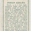 Indian azalea.