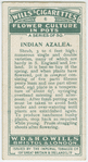 Indian azalea.