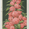 Camellia-flowered balsam.