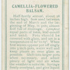 Camellia-flowered balsam.