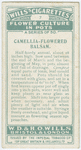 Camellia-flowered balsam.