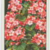 Winter-flowering begonia.