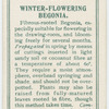 Winter-flowering begonia.